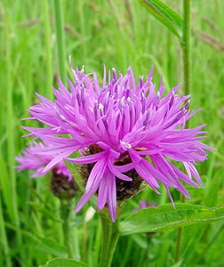 Centaurea nigra (Asteraceae)  - Centaurée noire Pas-de-Calais [France] 14/06/2003 - 40m