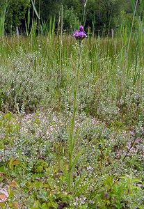 Cirsium palustre (Asteraceae)  - Cirse des marais, Bâton-du-diable - Marsh Thistle Pas-de-Calais [France] 28/06/2003 - 10m