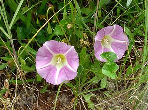 Convolvulus soldanella (Convolvulaceae)  - Liseron soldanelle, Liseron des dunes - Sea Bindweed Pas-de-Calais [France] 22/06/2003 - 10m