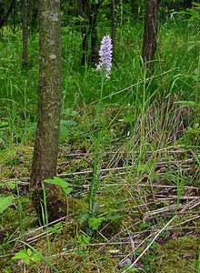 Dactylorhiza fuchsii (Orchidaceae)  - Dactylorhize de Fuchs, Orchis de Fuchs, Orchis tacheté des bois, Orchis de Meyer, Orchis des bois - Common Spotted-orchid Pas-de-Calais [France] 22/06/2003 - 160m