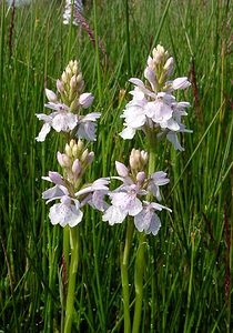 Dactylorhiza maculata (Orchidaceae)  - Dactylorhize maculé, Orchis tacheté, Orchis maculé - Heath Spotted-orchid Pas-de-Calais [France] 14/06/2003 - 20m