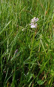 Dactylorhiza maculata (Orchidaceae)  - Dactylorhize maculé, Orchis tacheté, Orchis maculé - Heath Spotted-orchid Pas-de-Calais [France] 14/06/2003 - 20m