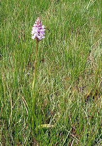 Dactylorhiza maculata (Orchidaceae)  - Dactylorhize maculé, Orchis tacheté, Orchis maculé - Heath Spotted-orchid Pas-de-Calais [France] 14/06/2003 - 20m