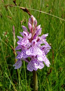 Dactylorhiza maculata (Orchidaceae)  - Dactylorhize maculé, Orchis tacheté, Orchis maculé - Heath Spotted-orchid Pas-de-Calais [France] 14/06/2003 - 20m