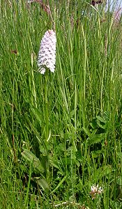 Dactylorhiza maculata (Orchidaceae)  - Dactylorhize maculé, Orchis tacheté, Orchis maculé - Heath Spotted-orchid Pas-de-Calais [France] 14/06/2003 - 20m