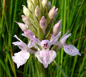 Dactylorhiza maculata (Orchidaceae)  - Dactylorhize maculé, Orchis tacheté, Orchis maculé - Heath Spotted-orchid Pas-de-Calais [France] 14/06/2003 - 20m