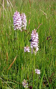 Dactylorhiza maculata (Orchidaceae)  - Dactylorhize maculé, Orchis tacheté, Orchis maculé - Heath Spotted-orchid Pas-de-Calais [France] 14/06/2003 - 20mAvec Adscita statices