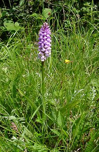 Dactylorhiza maculata (Orchidaceae)  - Dactylorhize maculé, Orchis tacheté, Orchis maculé - Heath Spotted-orchid Pas-de-Calais [France] 14/06/2003 - 80m