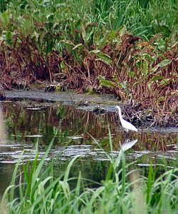 Egretta garzetta (Ardeidae)  - Aigrette garzette - Little Egret Pas-de-Calais [France] 22/06/2003 - 10m