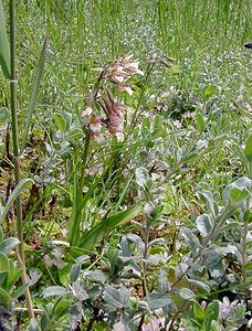 Epipactis palustris (Orchidaceae)  - Épipactis des marais - Marsh Helleborine Pas-de-Calais [France] 28/06/2003 - 10m