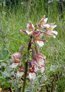 Epipactis palustris (Orchidaceae)  - Épipactis des marais - Marsh Helleborine Pas-de-Calais [France] 28/06/2003 - 10m