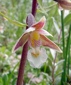 Epipactis palustris (Orchidaceae)  - Épipactis des marais - Marsh Helleborine Pas-de-Calais [France] 28/06/2003 - 10m