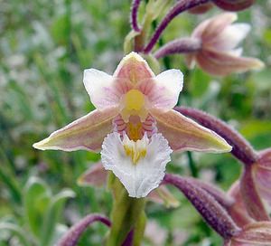 Epipactis palustris (Orchidaceae)  - Épipactis des marais - Marsh Helleborine Pas-de-Calais [France] 28/06/2003 - 10m