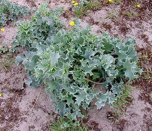 Eryngium maritimum (Apiaceae)  - Panicaut maritime, Panicaut de mer, Chardon des dunes, Chardon bleu, Panicaut des dunes - Sea Holly Pas-de-Calais [France] 22/06/2003 - 10m