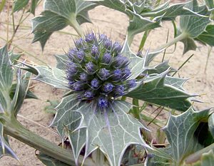 Eryngium maritimum (Apiaceae)  - Panicaut maritime, Panicaut de mer, Chardon des dunes, Chardon bleu, Panicaut des dunes - Sea Holly Pas-de-Calais [France] 22/06/2003 - 10m