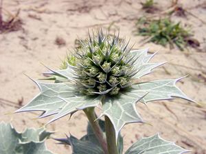 Eryngium maritimum (Apiaceae)  - Panicaut maritime, Panicaut de mer, Chardon des dunes, Chardon bleu, Panicaut des dunes - Sea Holly Pas-de-Calais [France] 28/06/2003 - 10m