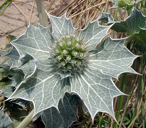 Eryngium maritimum (Apiaceae)  - Panicaut maritime, Panicaut de mer, Chardon des dunes, Chardon bleu, Panicaut des dunes - Sea Holly Pas-de-Calais [France] 28/06/2003 - 10m