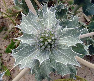 Eryngium maritimum (Apiaceae)  - Panicaut maritime, Panicaut de mer, Chardon des dunes, Chardon bleu, Panicaut des dunes - Sea Holly Pas-de-Calais [France] 28/06/2003 - 10m