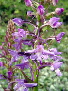 Gymnadenia conopsea (Orchidaceae)  - Gymnadénie moucheron, Orchis moucheron, Orchis moustique - Fragrant Orchid Aisne [France] 01/06/2003 - 120m