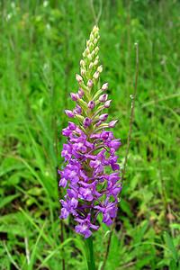 Gymnadenia conopsea (Orchidaceae)  - Gymnadénie moucheron, Orchis moucheron, Orchis moustique - Fragrant Orchid Pas-de-Calais [France] 22/06/2003 - 160m