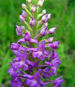 Gymnadenia conopsea (Orchidaceae)  - Gymnadénie moucheron, Orchis moucheron, Orchis moustique - Fragrant Orchid Pas-de-Calais [France] 22/06/2003 - 160m