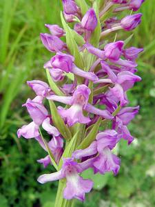 Gymnadenia densiflora (Orchidaceae)  - Gymnadénie à fleurs denses, Gymnadénie à épi dense, Orchis à fleurs denses Pas-de-Calais [France] 28/06/2003 - 70m