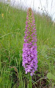 Gymnadenia densiflora (Orchidaceae)  - Gymnadénie à fleurs denses, Gymnadénie à épi dense, Orchis à fleurs denses Pas-de-Calais [France] 28/06/2003 - 70m