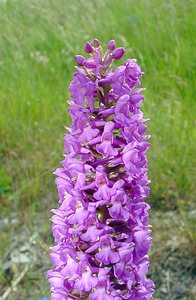 Gymnadenia densiflora (Orchidaceae)  - Gymnadénie à fleurs denses, Gymnadénie à épi dense, Orchis à fleurs denses Pas-de-Calais [France] 28/06/2003 - 70m