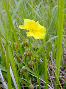 Helianthemum nummularium (Cistaceae)  - Hélianthème nummulaire, Hélianthème jaune, Hélianthème commun - Common Rock-rose Pas-de-Calais [France] 14/06/2003 - 150m