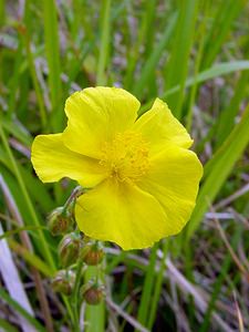 Helianthemum nummularium (Cistaceae)  - Hélianthème nummulaire, Hélianthème jaune, Hélianthème commun - Common Rock-rose Pas-de-Calais [France] 14/06/2003 - 150m