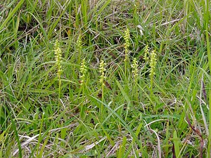 Herminium monorchis (Orchidaceae)  - Herminium à un seul tubercule, Orchis musc, Herminium clandestin - Musk Orchid Pas-de-Calais [France] 14/06/2003 - 150m