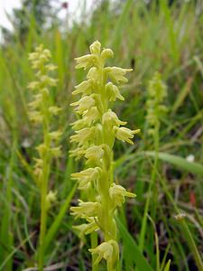 Herminium monorchis (Orchidaceae)  - Herminium à un seul tubercule, Orchis musc, Herminium clandestin - Musk Orchid Pas-de-Calais [France] 14/06/2003 - 150m