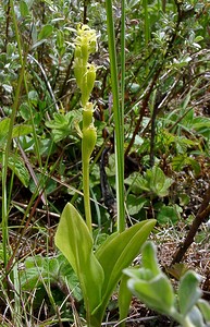 Liparis loeselii var. ovata (Orchidaceae)  - Liparis ovale Pas-de-Calais [France] 28/06/2003 - 10m