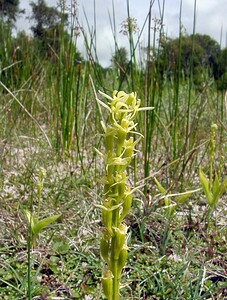 Liparis loeselii var. ovata (Orchidaceae)  - Liparis ovale Pas-de-Calais [France] 28/06/2003 - 10m