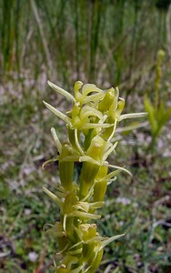 Liparis loeselii var. ovata (Orchidaceae)  - Liparis ovale Pas-de-Calais [France] 28/06/2003 - 10m