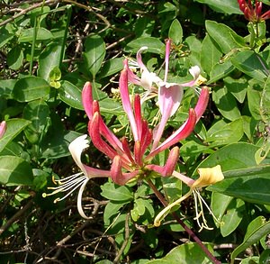 Lonicera japonica (Caprifoliaceae)  - Chèvrefeuille du Japon, Clématite du Japon - Japanese Honeysuckle Pas-de-Calais [France] 14/06/2003 - 80m