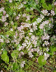 Lysimachia tenella (Primulaceae)  - Lysimaque délicate, Mouron délicat - Bog Pimpernel Pas-de-Calais [France] 28/06/2003 - 10m