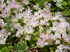 Lysimachia tenella (Primulaceae)  - Lysimaque délicate, Mouron délicat - Bog Pimpernel Pas-de-Calais [France] 28/06/2003 - 10m