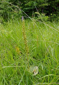 Neottia ovata (Orchidaceae)  - Néottie ovale, Grande Listère, Double-feuille, Listère à feuilles ovales, Listère ovale - Common Twayblade Pas-de-Calais [France] 14/06/2003 - 150m