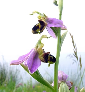 Ophrys apifera (Orchidaceae)  - Ophrys abeille - Bee Orchid Pas-de-Calais [France] 14/06/2003 - 20m