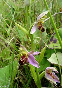 Ophrys apifera (Orchidaceae)  - Ophrys abeille - Bee Orchid Pas-de-Calais [France] 14/06/2003 - 20m