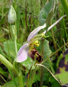 Ophrys apifera (Orchidaceae)  - Ophrys abeille - Bee Orchid Pas-de-Calais [France] 14/06/2003 - 20m