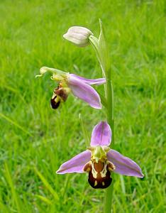 Ophrys apifera (Orchidaceae)  - Ophrys abeille - Bee Orchid Pas-de-Calais [France] 14/06/2003 - 150m