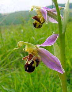 Ophrys apifera (Orchidaceae)  - Ophrys abeille - Bee Orchid Pas-de-Calais [France] 14/06/2003 - 150m