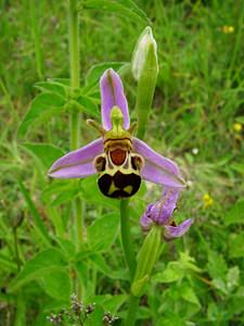 Ophrys apifera (Orchidaceae)  - Ophrys abeille - Bee Orchid Pas-de-Calais [France] 22/06/2003 - 160m