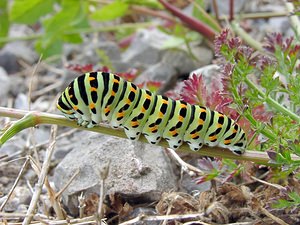 Papilio machaon (Papilionidae)  - Machaon, Grand Porte-Queue Pas-de-Calais [France] 28/06/2003 - 70m