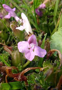 Pedicularis sylvatica (Orobanchaceae)  - Pédiculaire des forêts, Pédiculaire des bois, Herbe-aux-poux - Lousewort Pas-de-Calais [France] 14/06/2003 - 20m