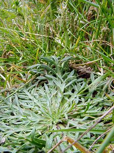 Plantago coronopus (Plantaginaceae)  - Plantain corne-de-cerf - Buck's-horn Plantain Pas-de-Calais [France] 14/06/2003 - 20m
