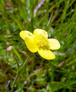 Ranunculus flammula (Ranunculaceae)  - Renoncule flammette, Renoncule flammette, Petite douve, Flammule - Lesser Spearwort Pas-de-Calais [France] 14/06/2003 - 20m