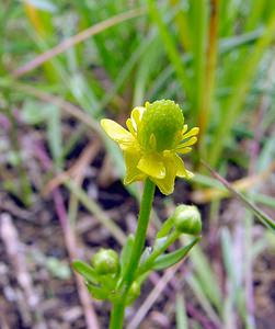 Ranunculus sceleratus (Ranunculaceae)  - Renoncule scélérate, Renoncule à feuilles de céleri - Celery-leaved Buttercup Pas-de-Calais [France] 22/06/2003 - 10m